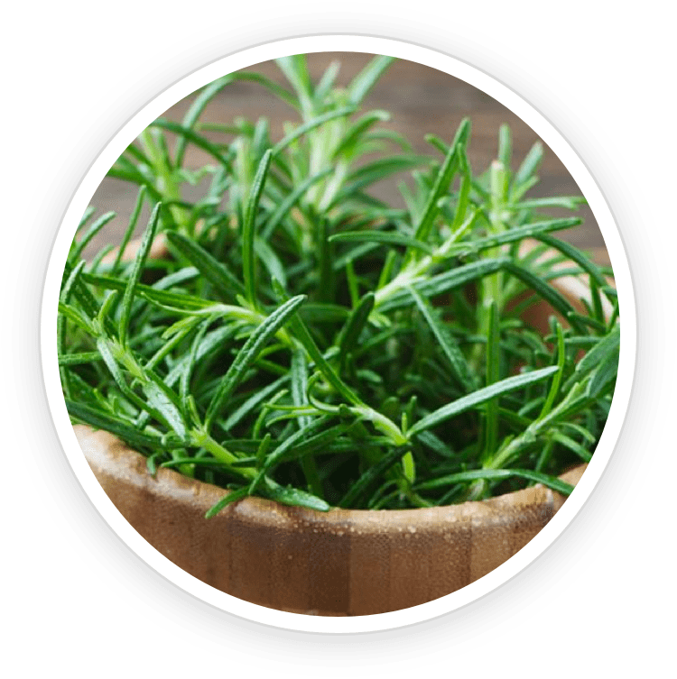 Rosemary extract, a powerful antioxidant and antimicrobial ingredient in BioRestore Complete